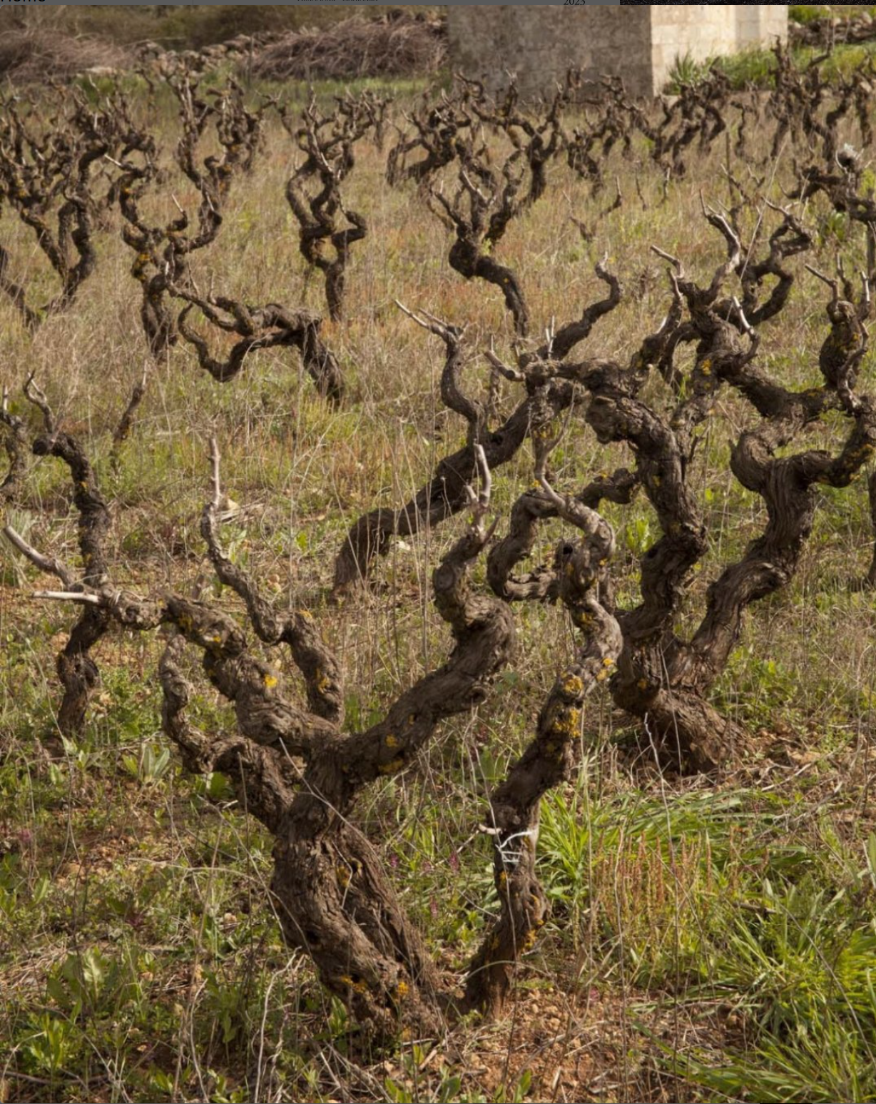 Oude Bushvines 
