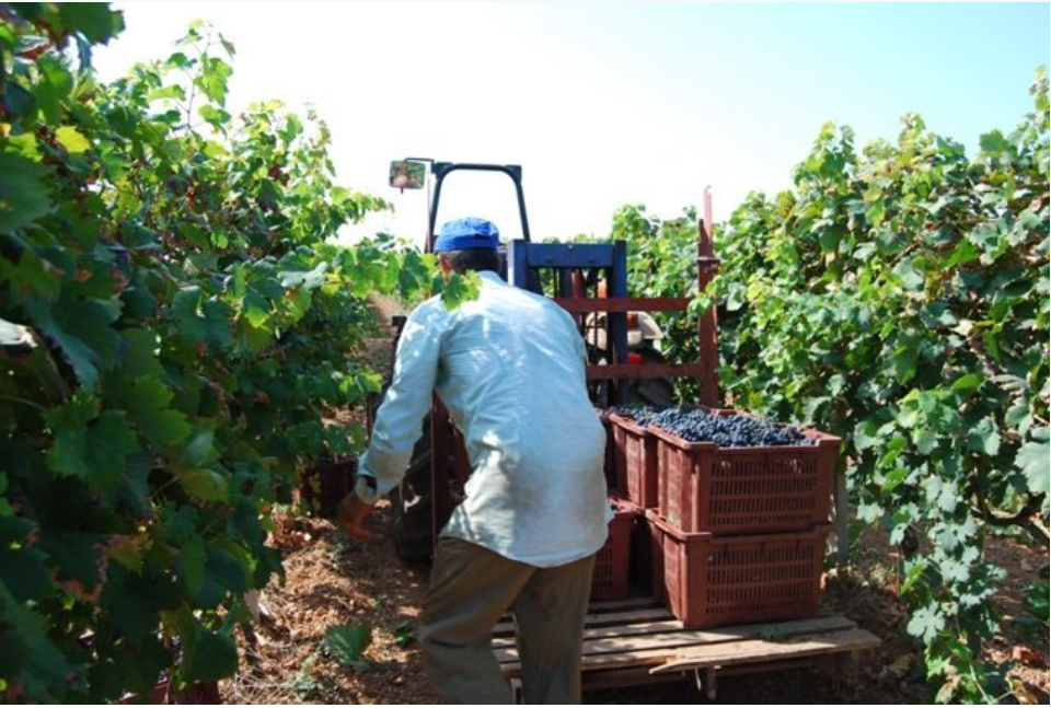 Oogst van de Primitivo druif 
