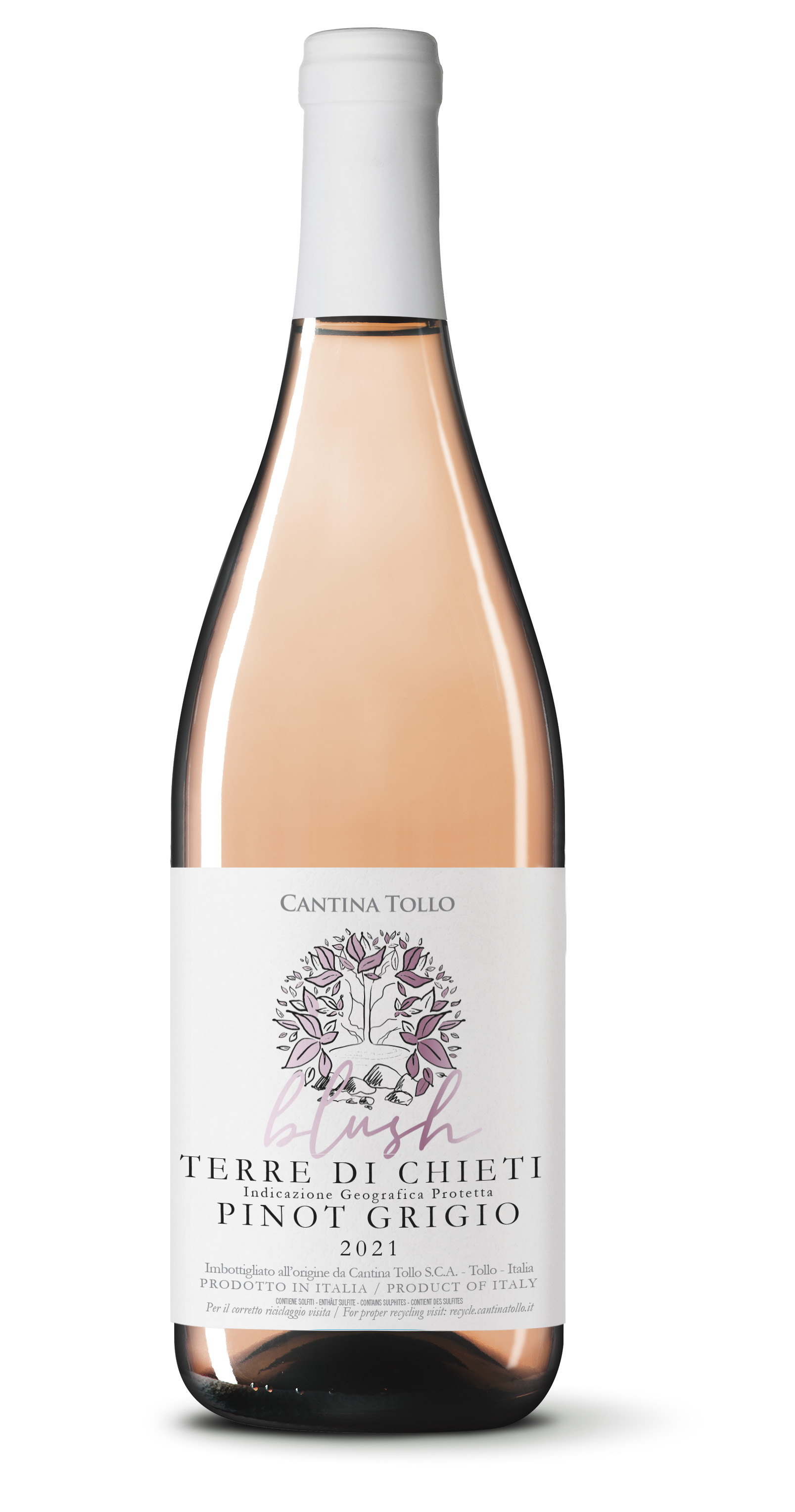 Cantina Tollo Pinot Blush 2024